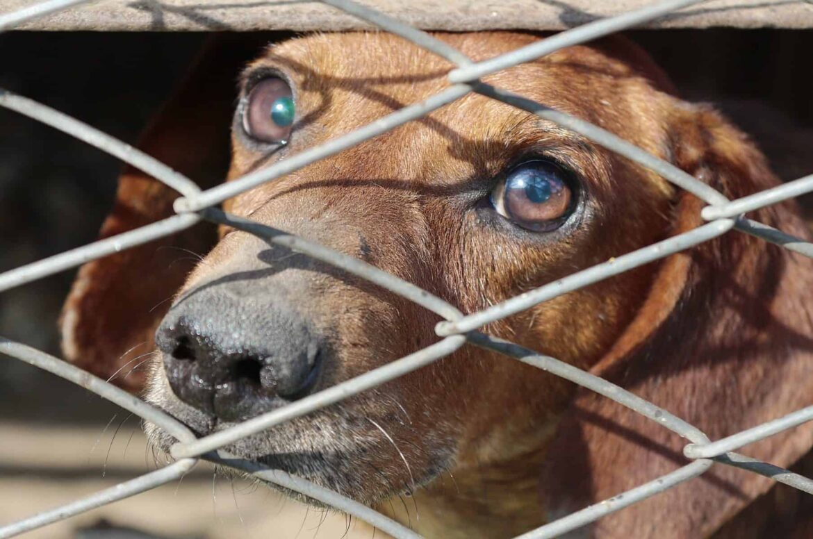 dachshund, cage, dog