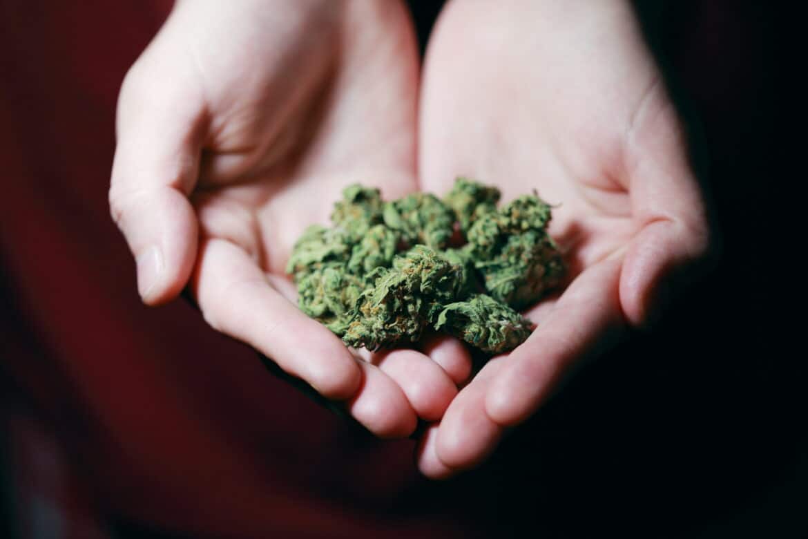Kush in close up photography