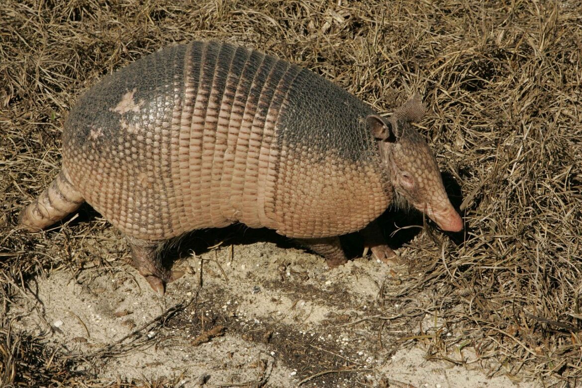armadillo, nature, animal, ground, wildlife, wild, armored, armor, tail, fauna, armadillo, armadillo, armadillo, armadillo, armadillo