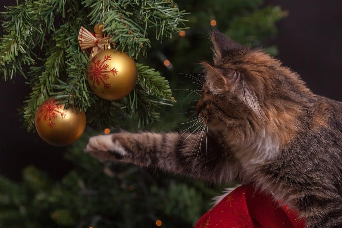 cat, christmas tree, ornaments