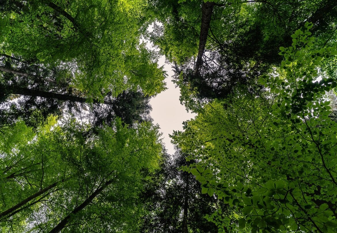 forest, nature, landscape, trees, forests, green, leaves, spring, summer, canopy, foliage leaves, idyll, idyllic, forest, forest, forest, forest, forest, trees, green, spring, canopy, canopy