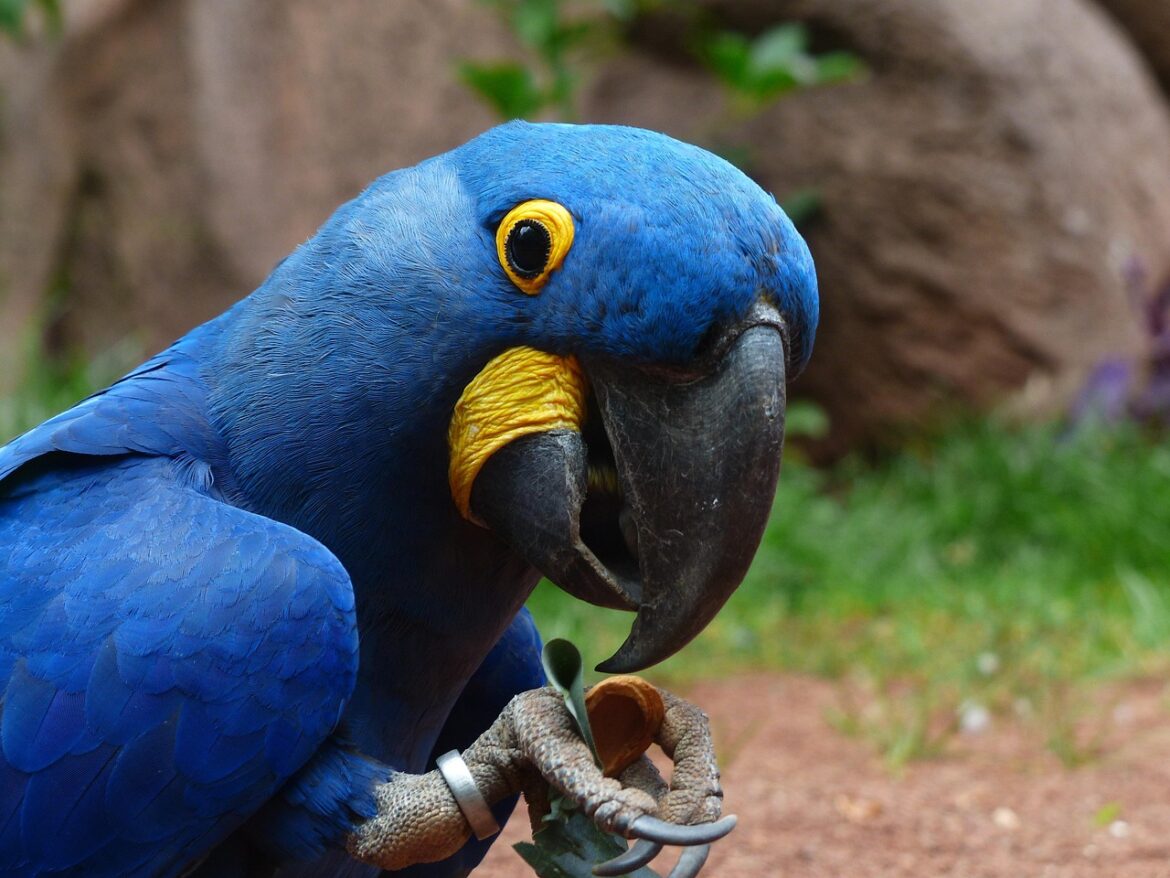 bird, blue macaw, ornithology, species, fauna, avian, animal, wildlife, parrot, hyacinth macaw, anodorhynchus, zoo, nature, psittacidae, arini, anodorhynchus hyacinthinus, psittaciformes, beak, parrot, parrot, parrot, parrot, parrot, hyacinth macaw, zoo
