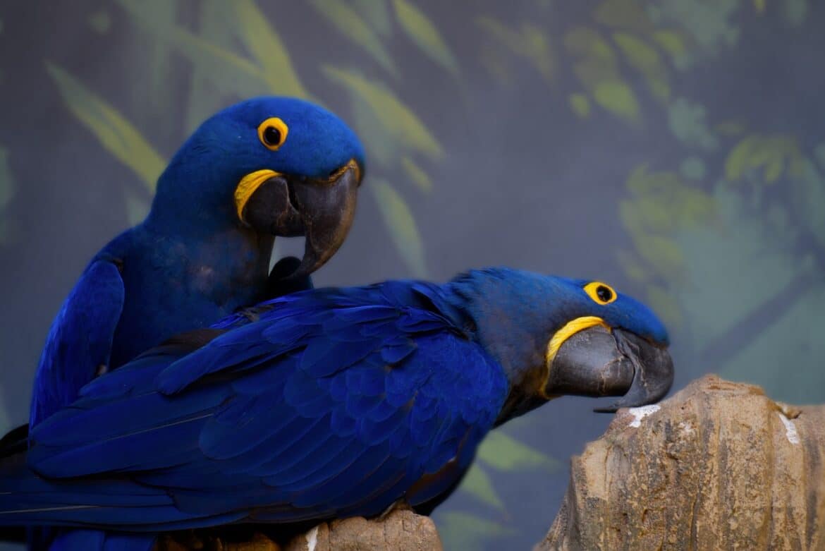 hyacinth macaw, blue parrot, birds, avian, parrot, animals, anodorhynchus hyacinthinus, wildlife, nature, tropical bird, hyacinth macaw, hyacinth macaw, hyacinth macaw, hyacinth macaw, hyacinth macaw