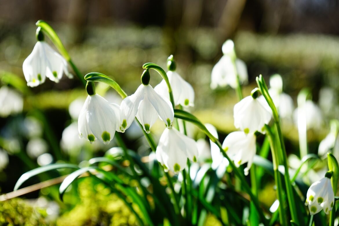 märzenbecher, flower, flower wallpaper, blossom, bloom, white, forest, forest flower, spring flower, spring, fruehlingsknotenblume, bloom, nature, spring knotenblume, maerzgloeckchen, beautiful, idyllic, great snowdrops, leucojum vernum, snowflake, amaryllidaceae, leucojum, plant, bulb plant, stalk, bell jar, flower background, forest, spring, spring, spring, beautiful flowers, spring, spring, snowflake, snowflake