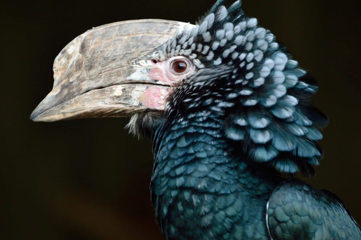 silvery-cheeked hornbill, bird, hornbill, black-green, exotic, nature, wildlife, hornbill, hornbill, hornbill, hornbill, hornbill