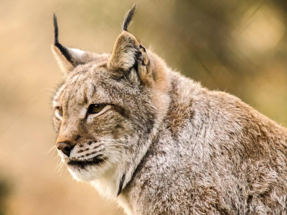 lynx, mammal, animal, nature, lynx, lynx, lynx, lynx, lynx