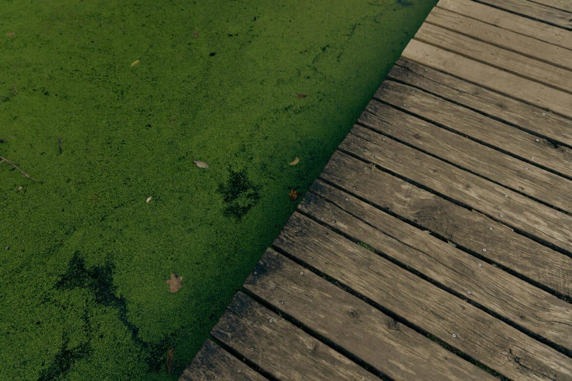 Wooden pier beside algae covered pond