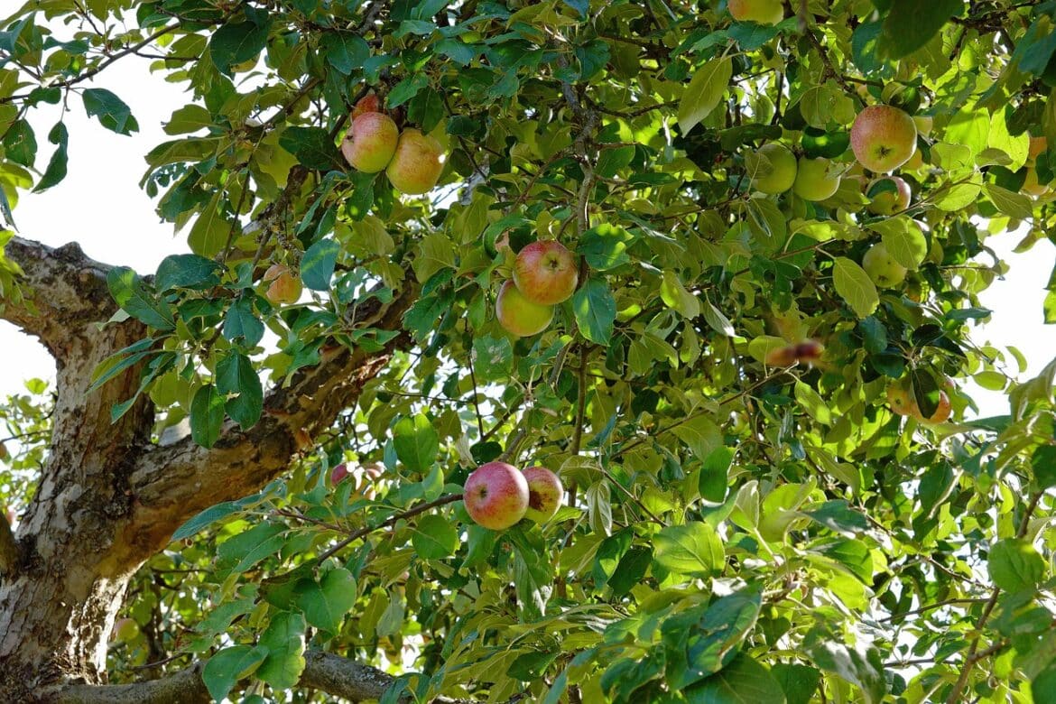 apple tree, apple, apples, tree, nature, branch, apple harvest, fruit, fruit tree, fruit trees