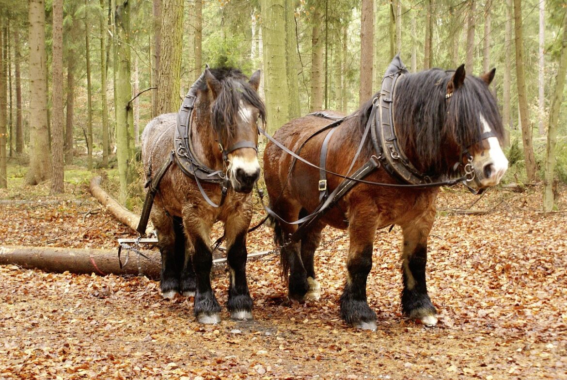 forest, back horses, kaltblut, nature, tree trunk, tree trunks