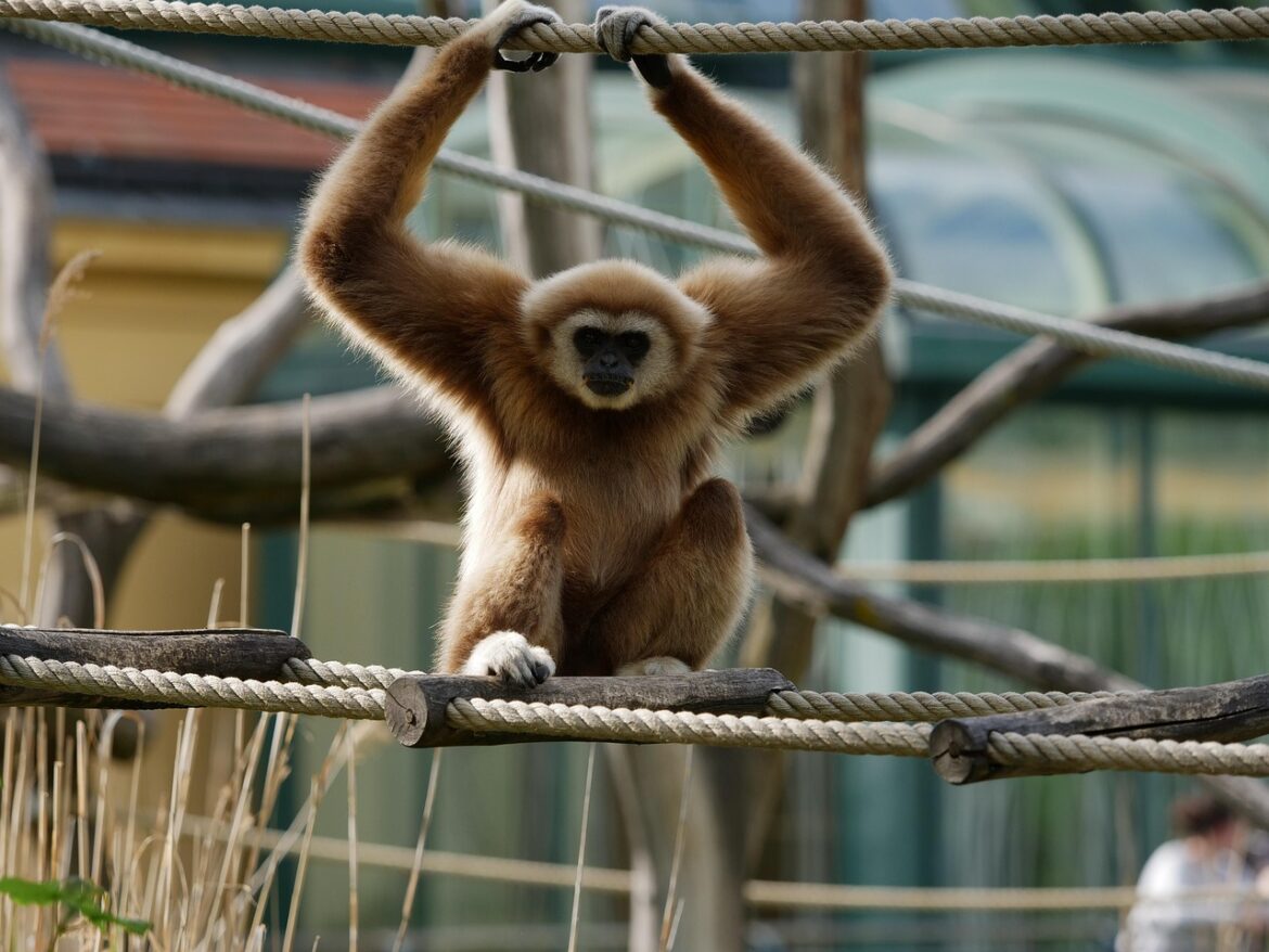 lar gibbon, white handed gibbon, gibbon, primate, nature, ape, zoo, animals, tiergarten