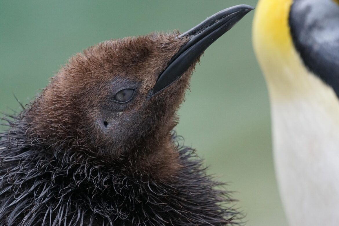 animals, bird, terrestrial vertebrate, king penguin, unable to fly, nature, young
