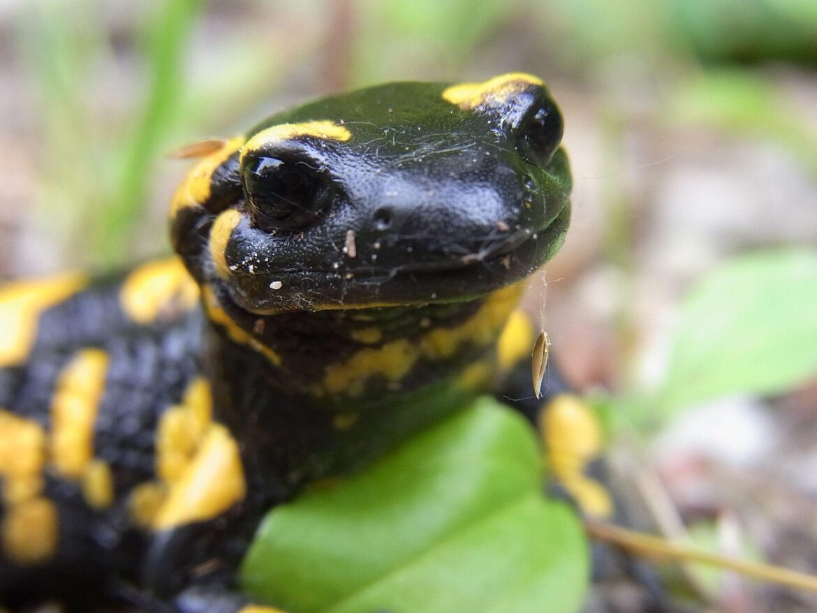 fire salamander, amphibian, animal, nature, fire salamander, fire salamander, fire salamander, fire salamander, fire salamander