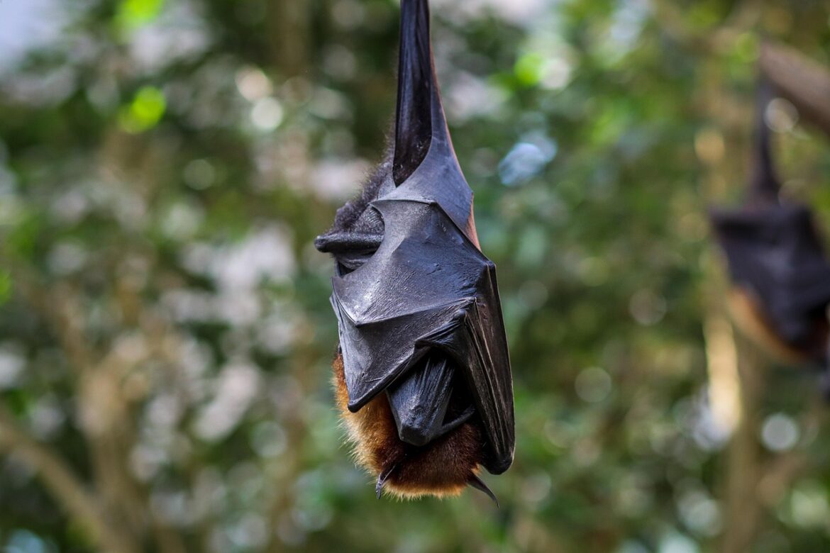 flying fox, megabat, fruit bat, wilhelma zoo, germany, animal, zoo, nature, bat, mammal, park