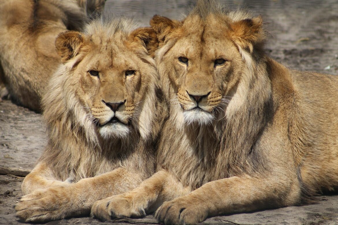 lions, animals, zoo, mammals, big cats, wild animals, predator, wildlife, wilderness, safari, africa, nature, portrait