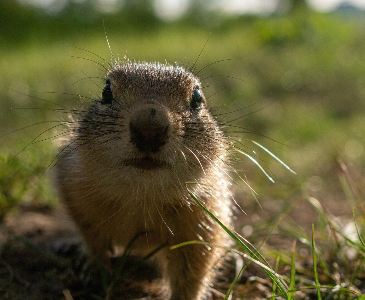 rodent, animals, nature, gopher, suslik, summer, park